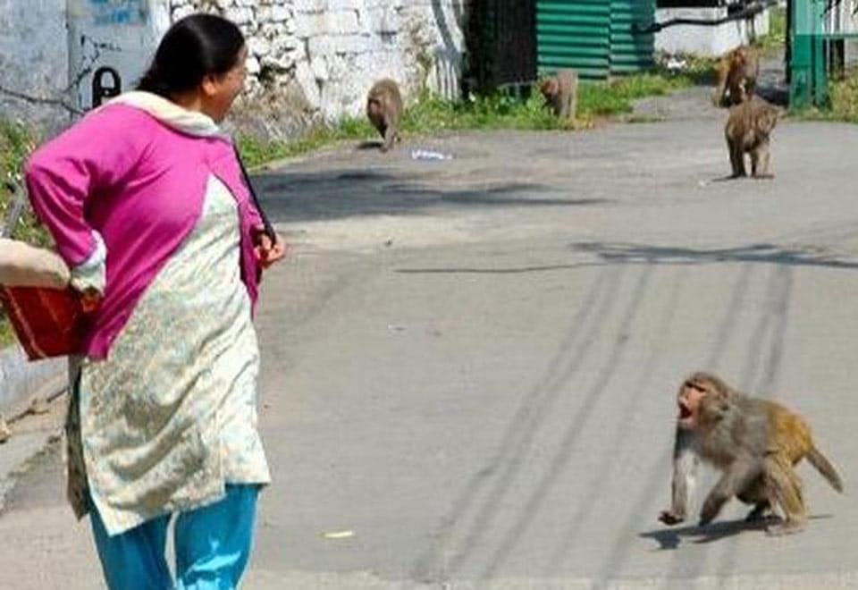 monkey attacked in people uttarakhand hilly area
