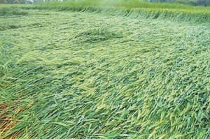 agriculture news