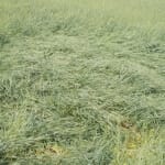Farmers will know crops health with help of satellite