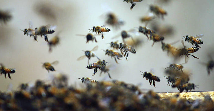 bees attacked on School students at akhnoor