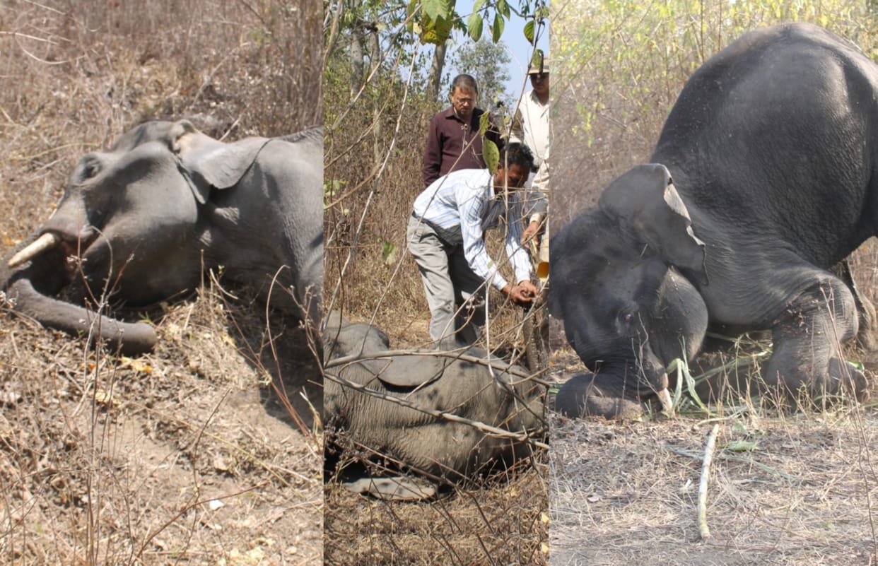 elephant 	stand and ran after drinking five bucket glucose.