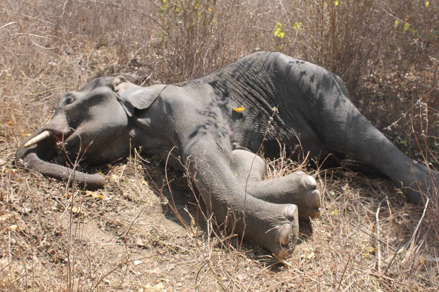 elephant 	stand and ran after drinking five bucket glucose.