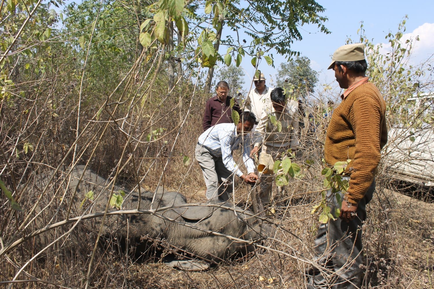elephant 	stand and ran after drinking five bucket glucose.