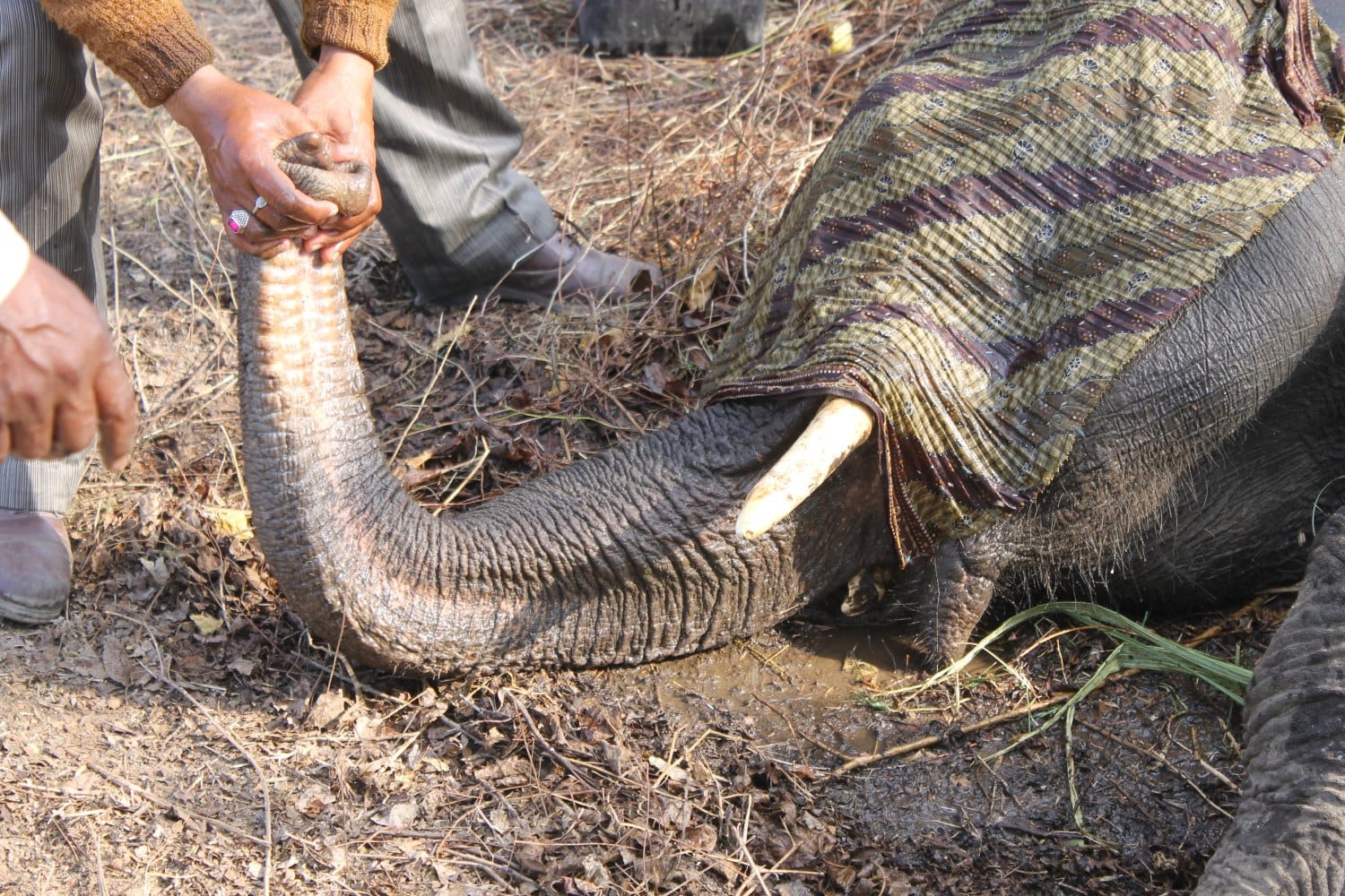 elephant 	stand and ran after drinking five bucket glucose.