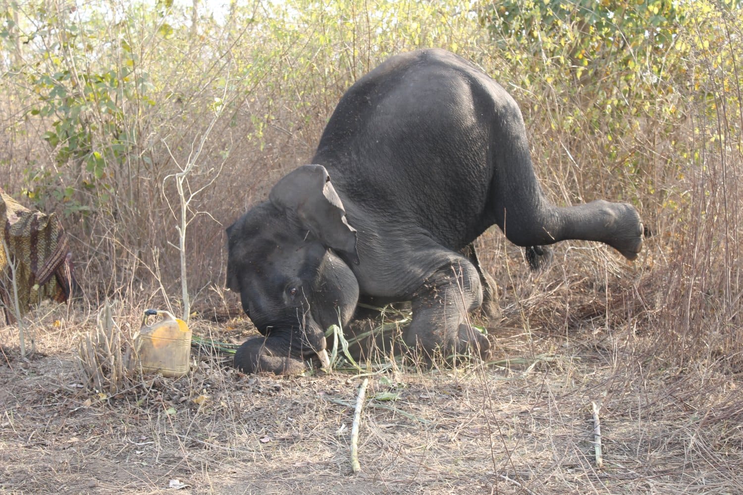 elephant 	stand and ran after drinking five bucket glucose.