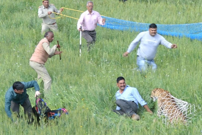 guldar and tiger attack in uttarakhand hills