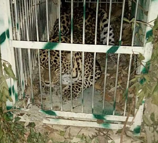 guldar and tiger attack in uttarakhand hills