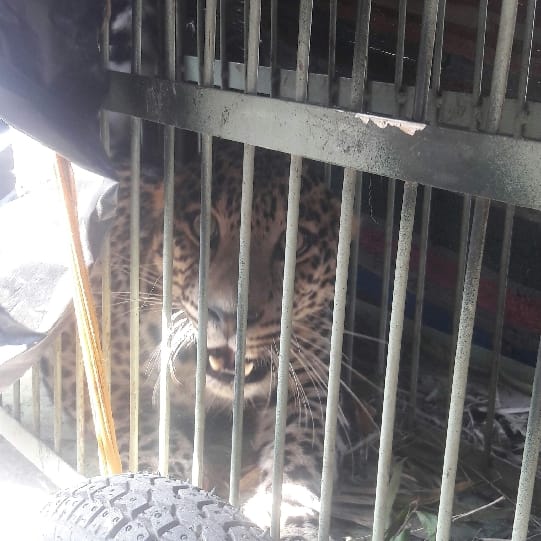guldar and tiger attack in uttarakhand hills