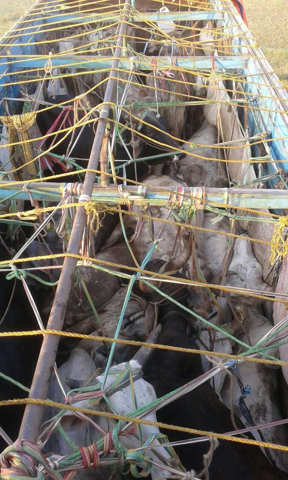 17 animals recovered