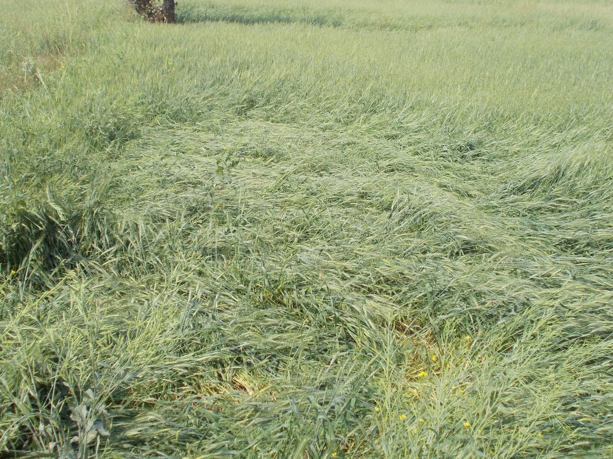 rain effect, haryana weather, crop destroy, farmer, agriculture, rohtak, haryana