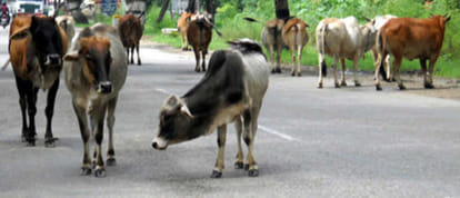 himachal anual budget, read imp announcement.