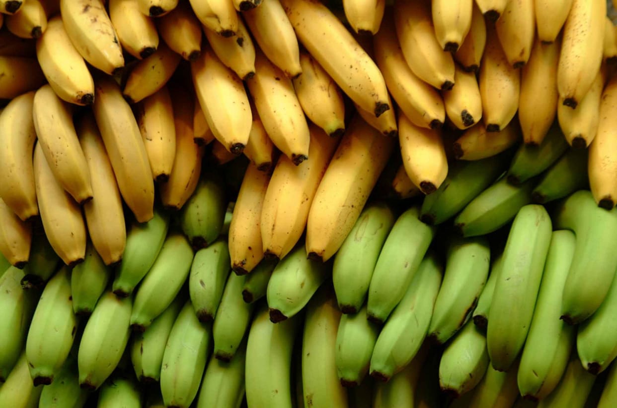 indian banana Import should stop demanded