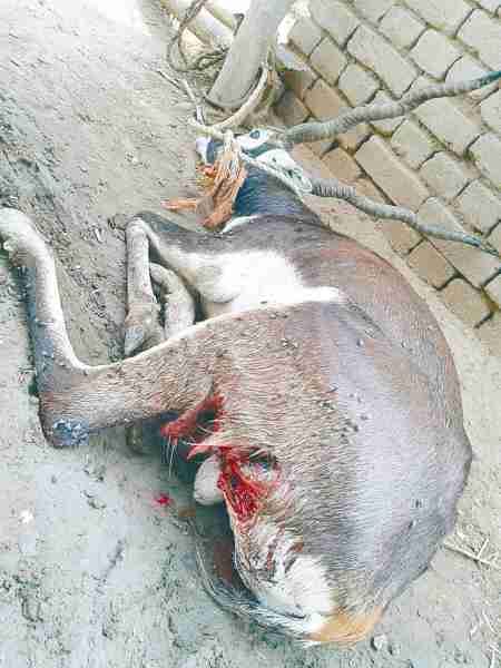 Black buck killed by poachers in pinahat