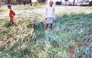 crop damage