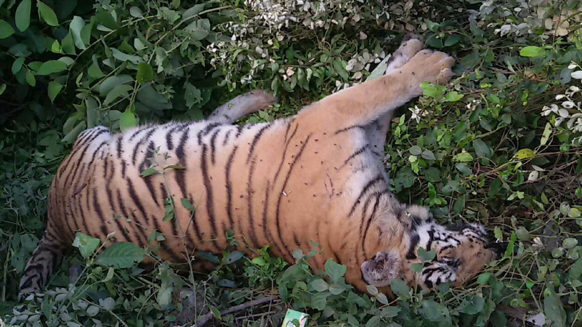 person use to kill lion and eat that and drink blood