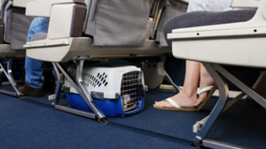 weird laws of airlines around the world