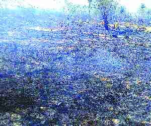 Forest fire spread over 600 bigha