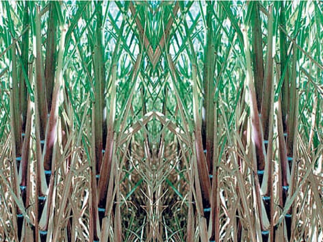 sugarcane in fields, mill closed 