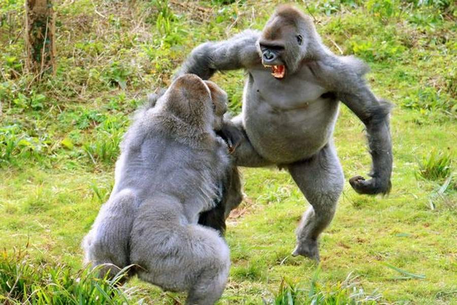 fight between two gorillas for potato