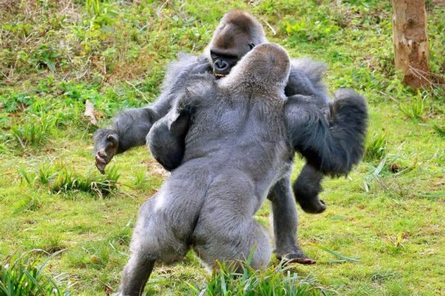 fight between two gorillas for potato