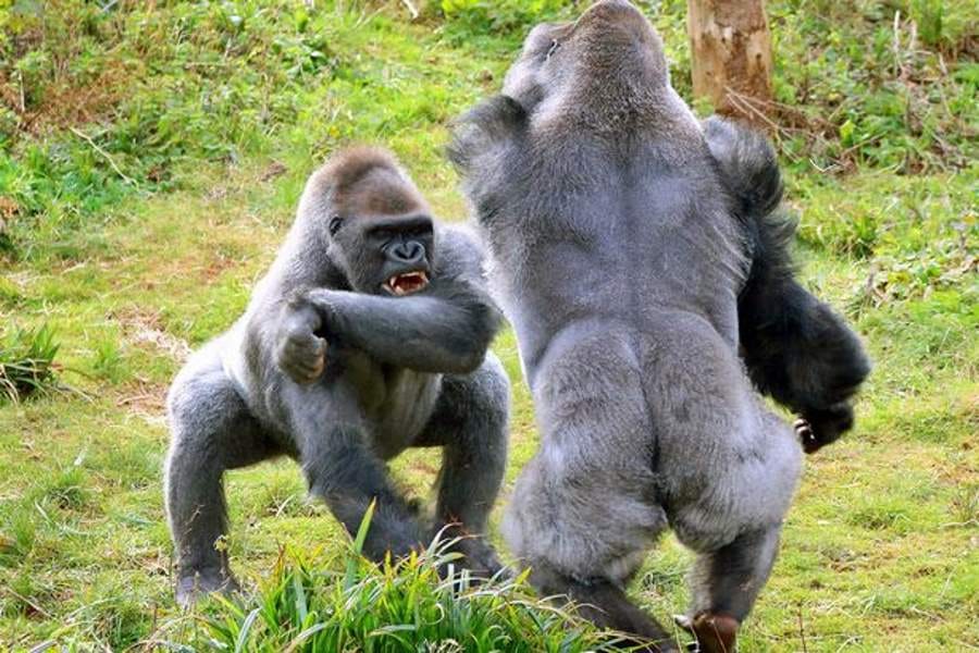 fight between two gorillas for potato