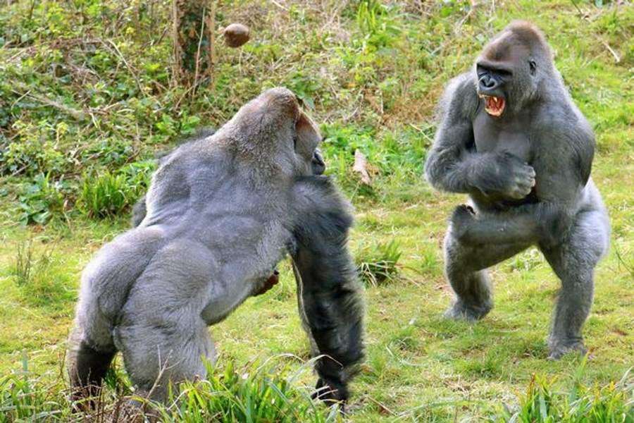 fight between two gorillas for potato