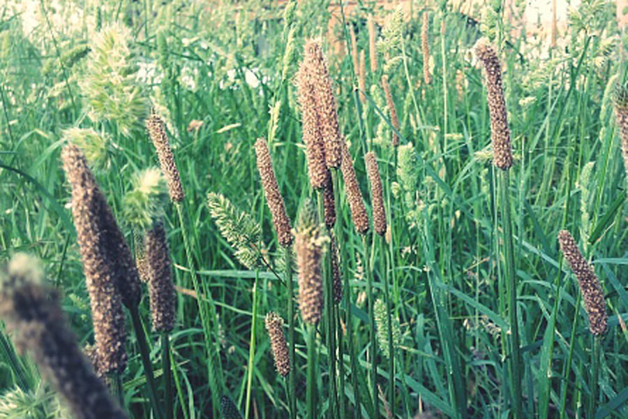 Benefits of Pearl Millet