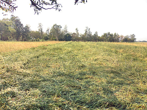 Thousands of acres of crops from hail