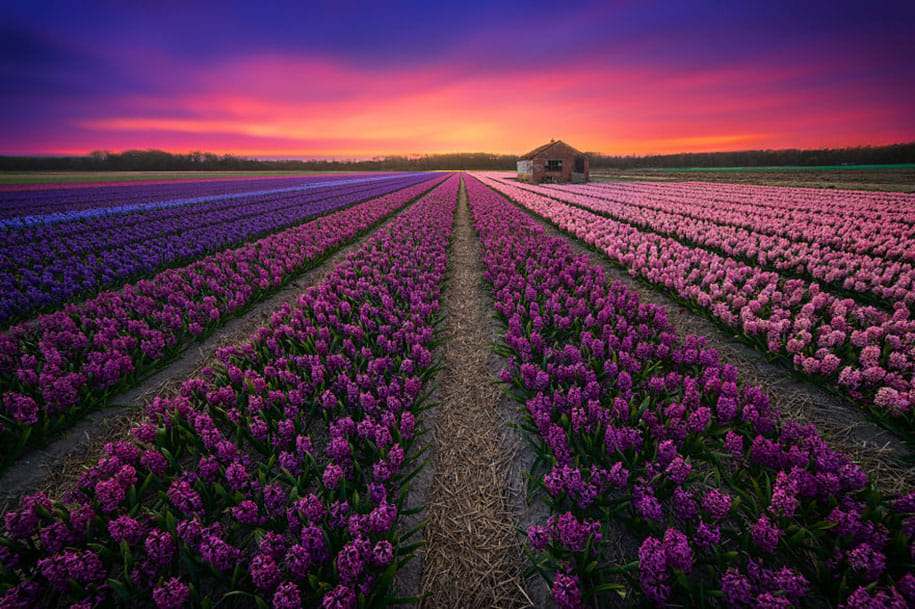 beauty of netherlands