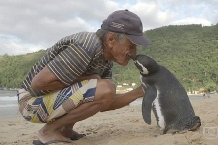 penguin swims 5000 miles to meet his saviour each year