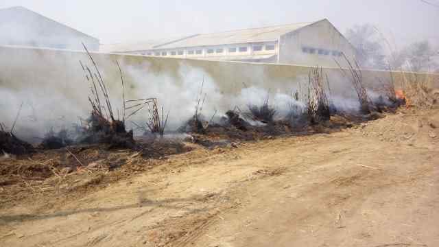 factory planted bushes to cover disposal of polluted water