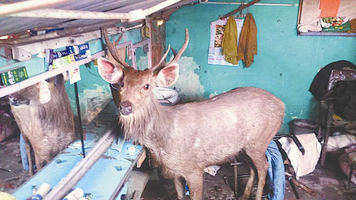 Sambar deer in saloon una himachal pradesh