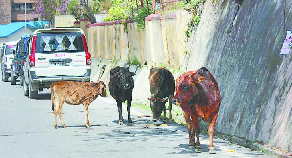 Stray animals are stopping traffic