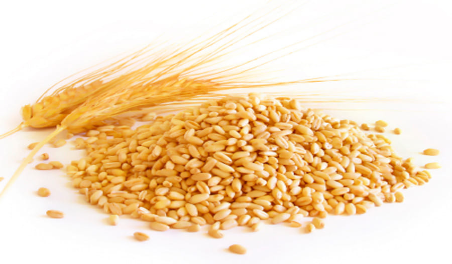 wheat selling in mathura