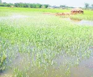 Canal cut, 1,000 acres of wheat crop steeped