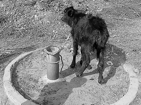 Hand pumps are being raised in poor livestock