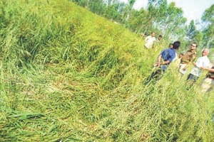 rape in raniganj area