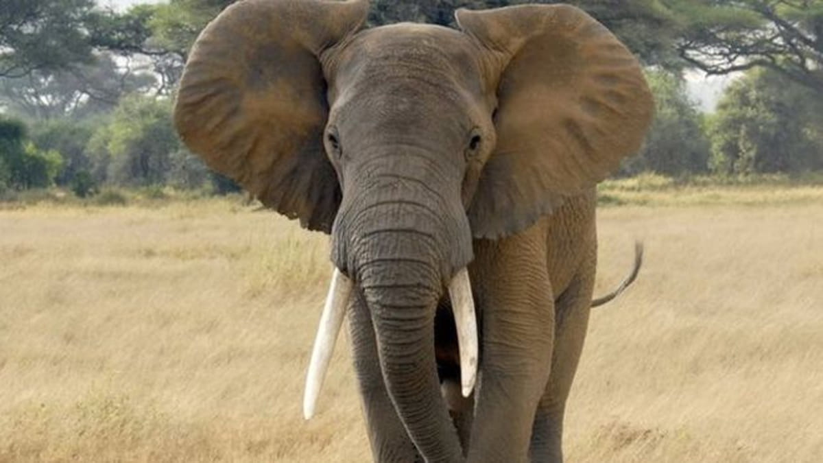 farmer killed by elephants