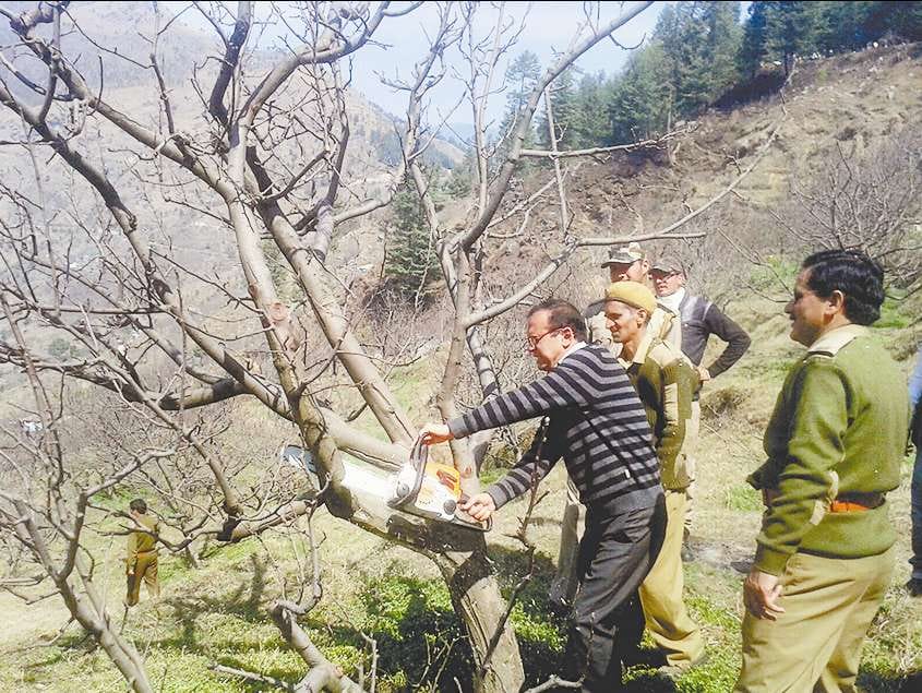 removal of illegal encroachments of apple orchards by forest Dept