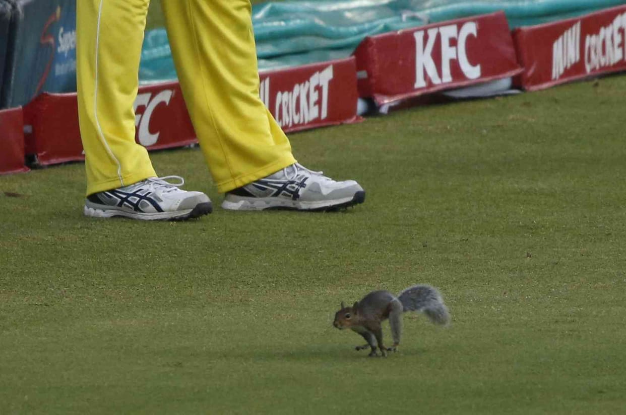 When squirrel Enters Grouns During Match