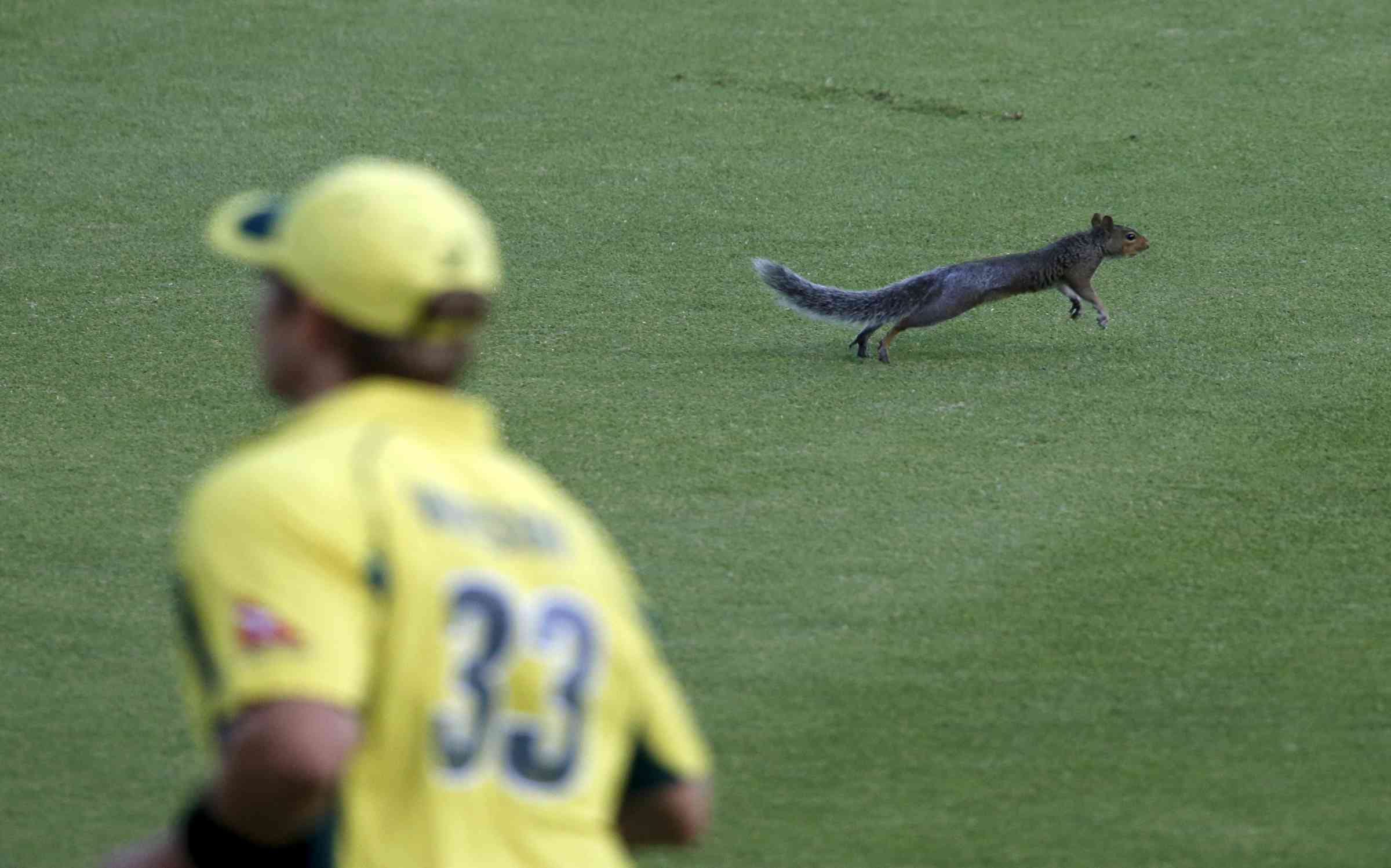 When squirrel Enters Grouns During Match