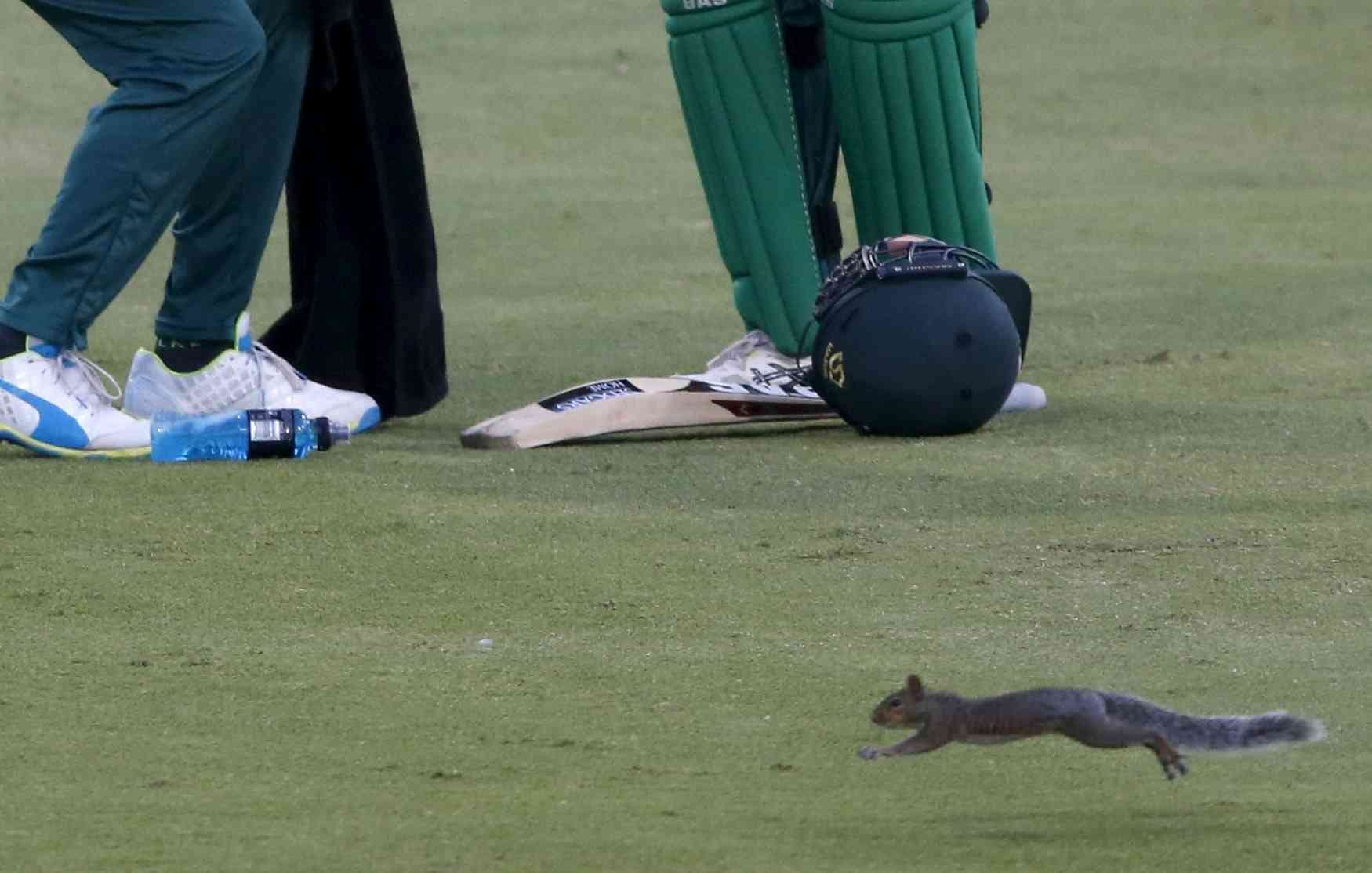 When squirrel Enters Grouns During Match