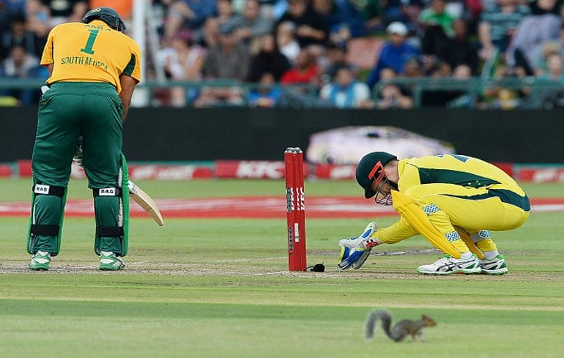 When squirrel Enters Grouns During Match