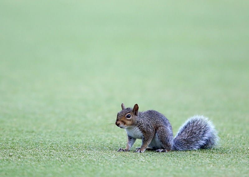 When squirrel Enters Grouns During Match