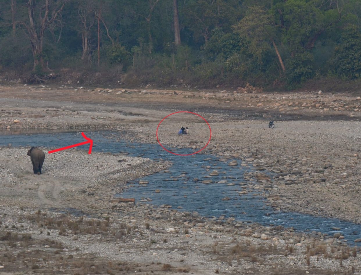 Wild elephant flee drunk men.