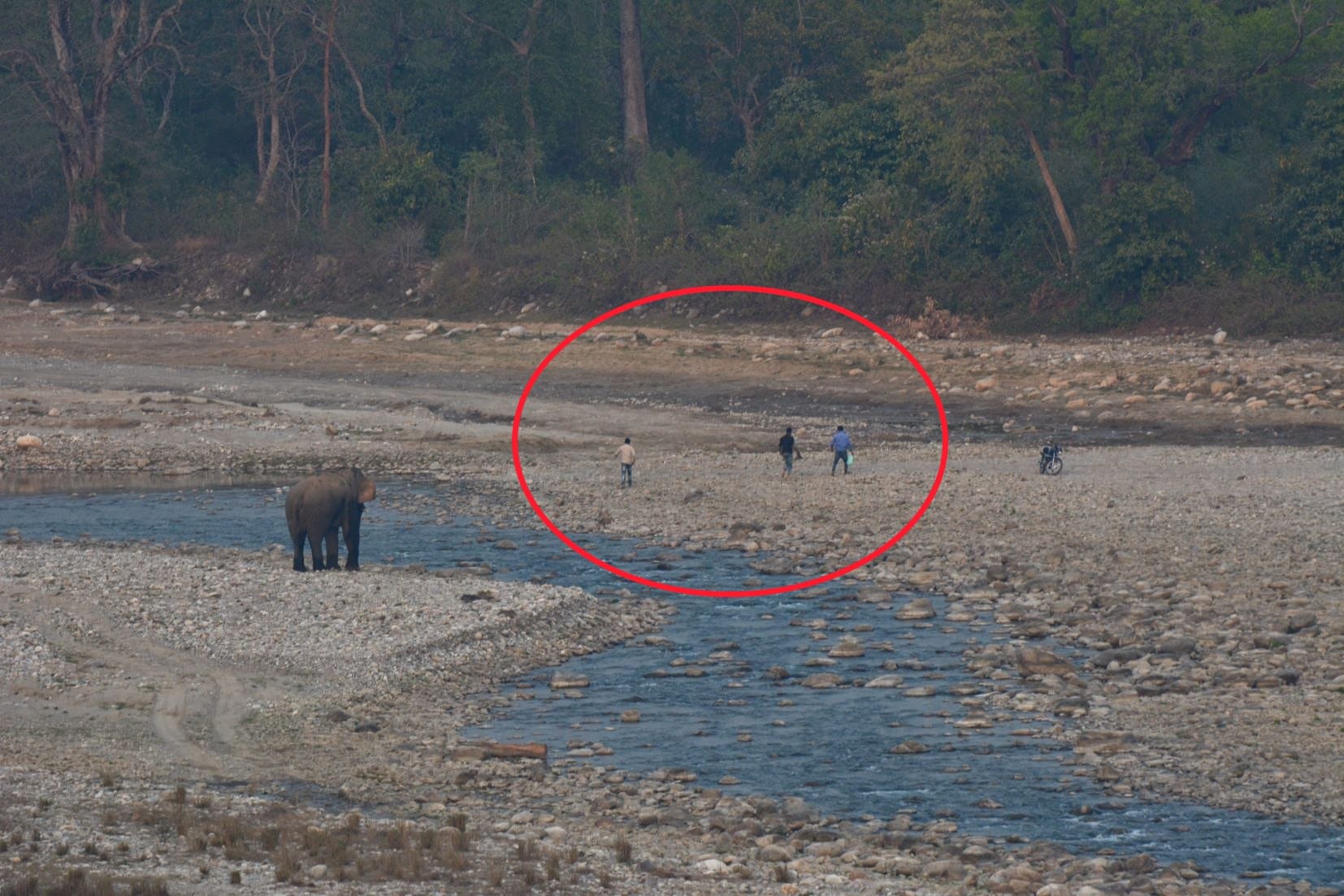 Wild elephant flee drunk men.