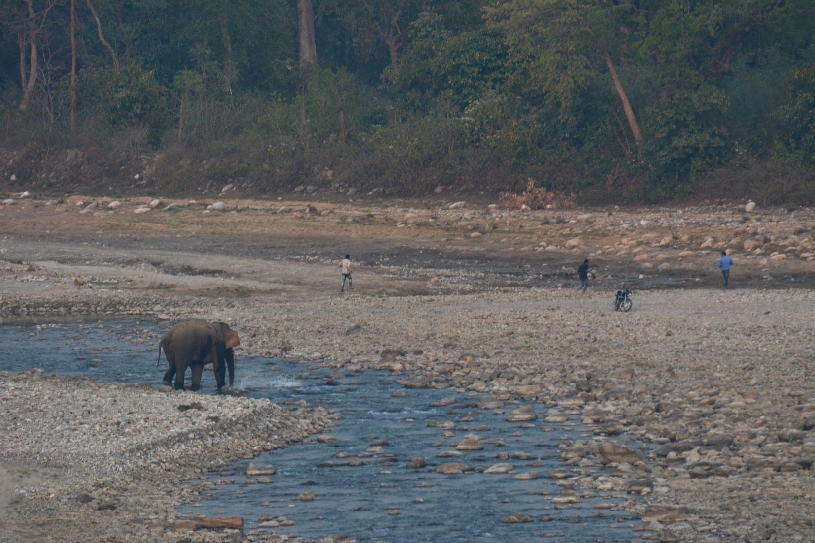 Wild elephant flee drunk men.