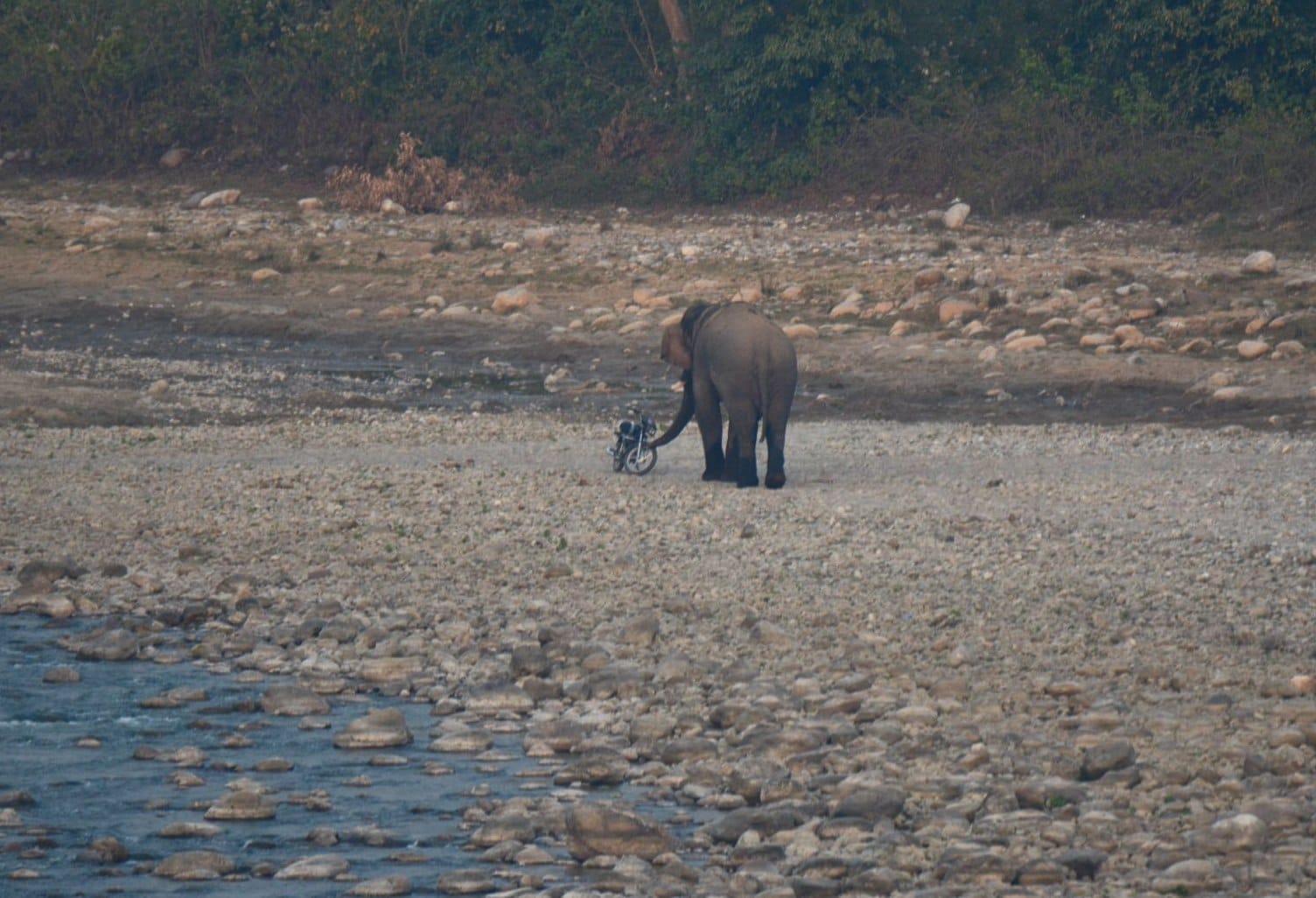 Wild elephant flee drunk men.