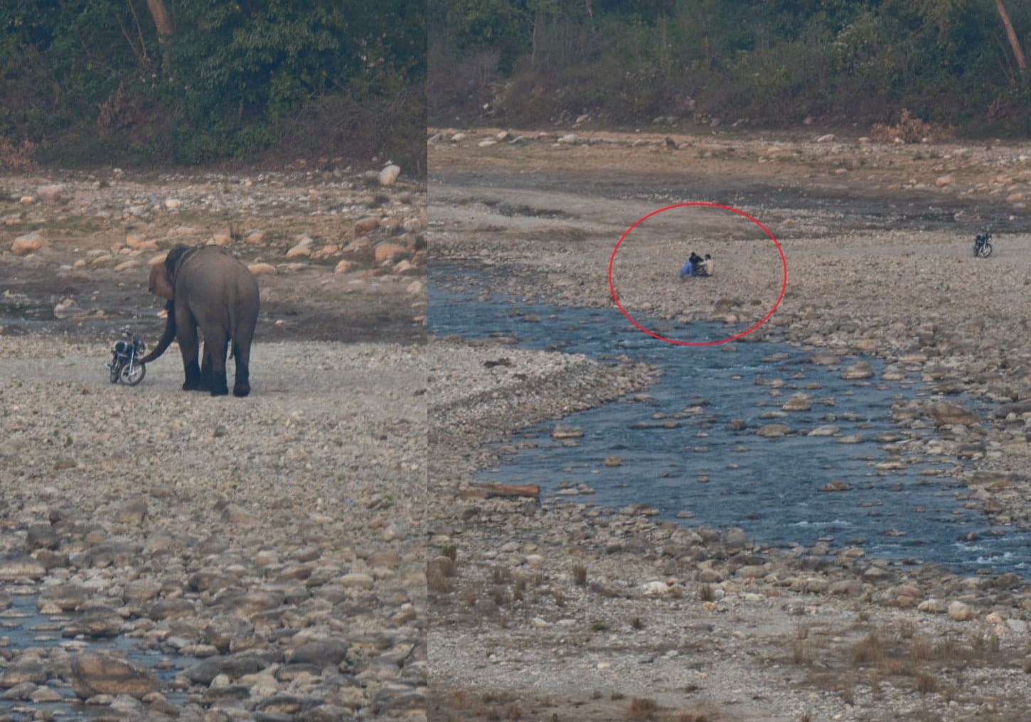 Wild elephant flee drunk men.