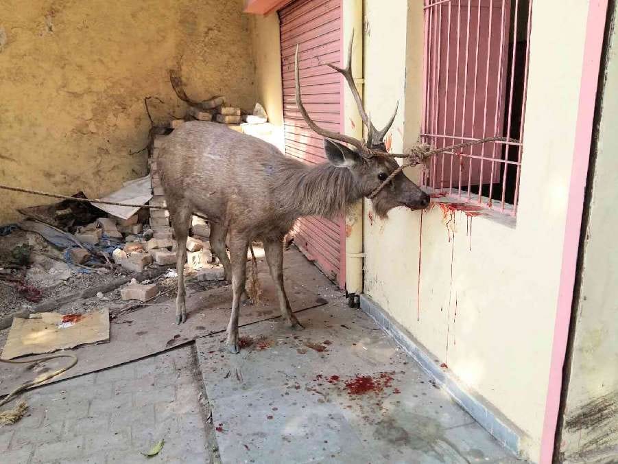 animal safe when he entered in shiv temple